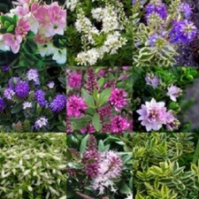 6X HEBE PLANT SHRUBS EVERGREEN MIXED EVERGREEN FLOWERING VARIETIES 9CM POTS
