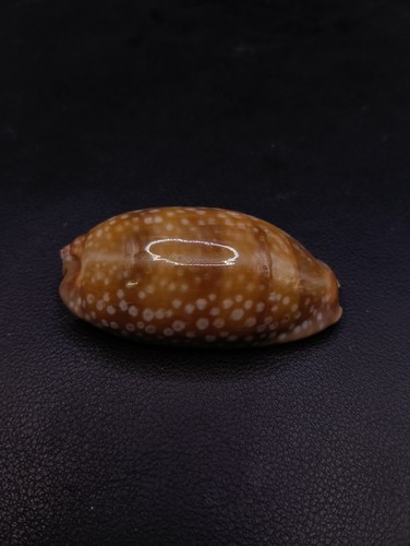 Large cypraea cervinetta 61mm