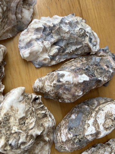 Naturally oysters shells - ,