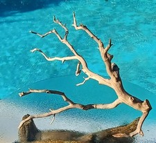 Large driftwood manzanita - large,