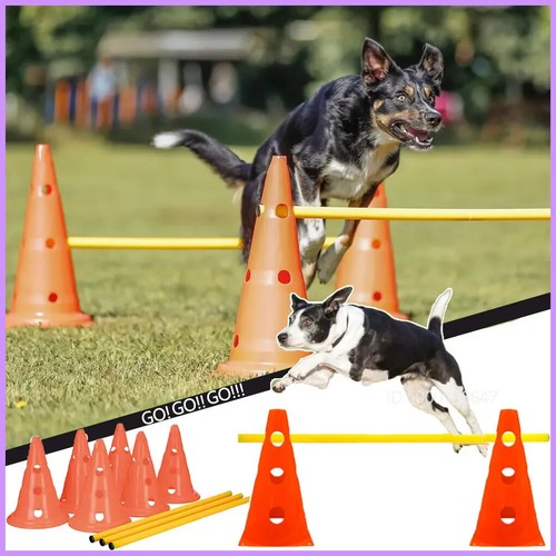 Outdoor dog obstacle - outdoor,