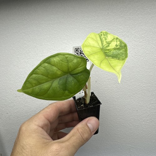 Alocasia dragon scale albo - dragon,