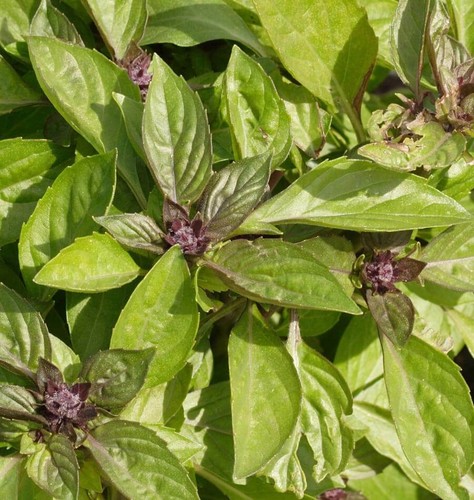 Thai basil siam queen - 5x, plug