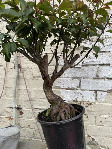 Plum blossom bonsai the - plum, (the