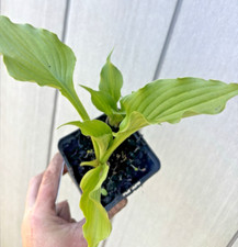Hosta 'Purple Sensation' in 9cm plant pot  Hardy Perennial Garden Plant
