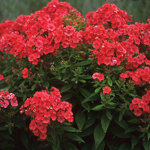 Garden phlox orange perfection - phlox,