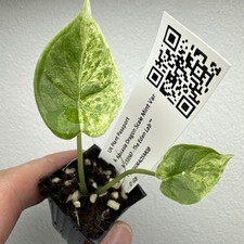Alocasia Dragon Scale Mint