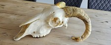 Amazing Sheep Skull taxidermy