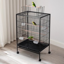 Home budgie canary - home, parrot