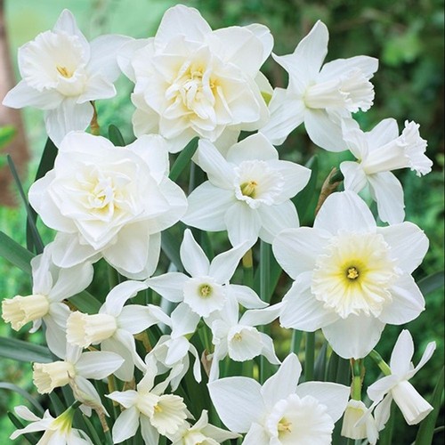 Daffodil white diamonds mixed - white,