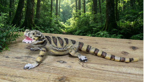 Bearded dragon lizard life - dragon,