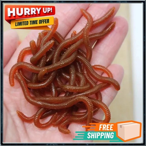 Red bait worms - bait,