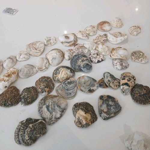 Mixed oyster shells craft - mixed,