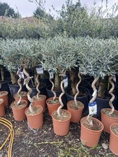 Twisted Olive Trees 18L Potted