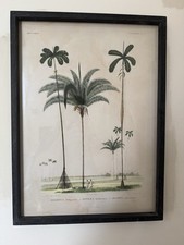 Graham and Green Framed Vintage Style Palm Print