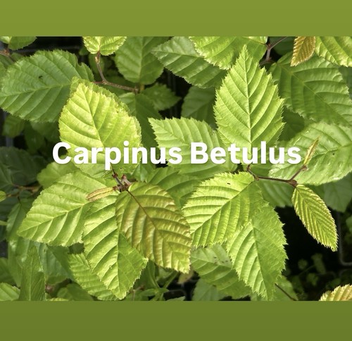 European hornbeam - 3,