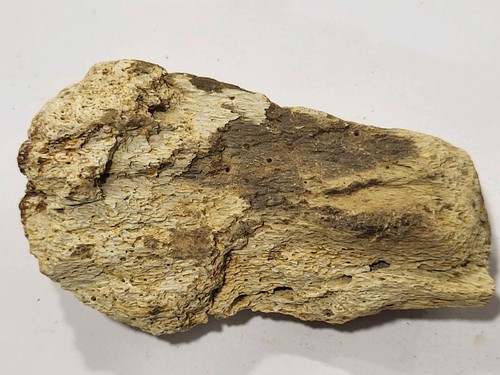Triceratops skull frill - skull,