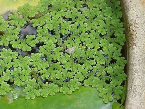 Azola caroliniana floating - azola,