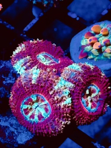 Coral beauties aquatics - coral,
