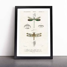 Dragonfly Illustrations PL. L