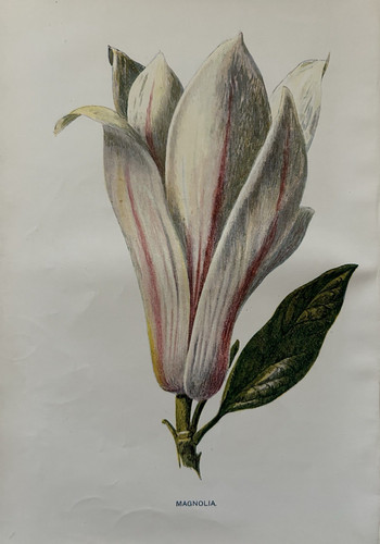 Antique print magnolia 1910 - antique, c.1910