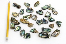 New zealand paua abalone - zealand, shell