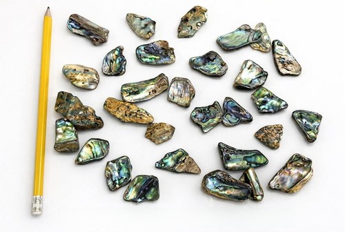 New zealand paua abalone shell - new,