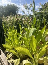 tobacco Amber Leaf highly fertile seeds approx 1000 + Organic. Check Link