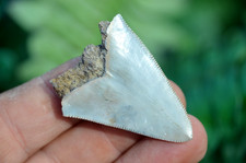 WOW, Genuine MEGALODON SHARK