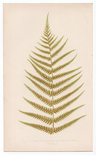 1860 edward lowe fern - edward,