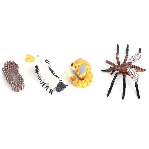 Insect life cycle high quality - cycle,