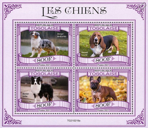 Dogs australian - dogs, (australian