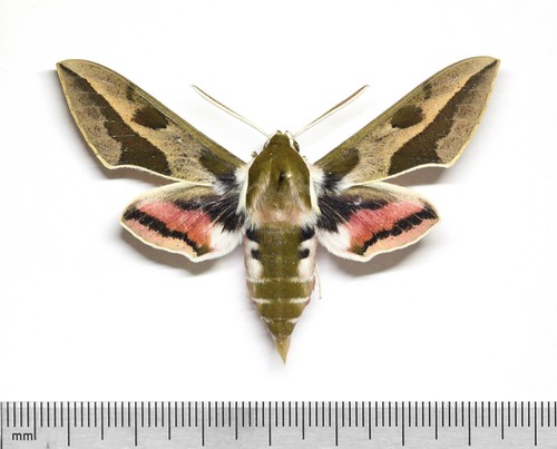 Mh0445 hyles euphorbiae - mh0445,