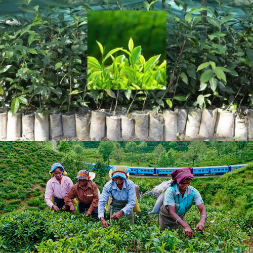 Live little tea plants - little,
