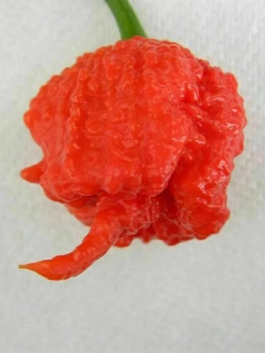 Carolina reaper chili seeds - carolina,