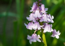 10x Hyacinthoides Hispanica