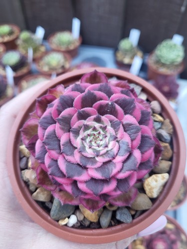 Aeonium pink king - aeonium, kong