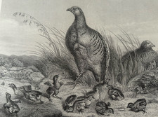 Antique Print A Brood of