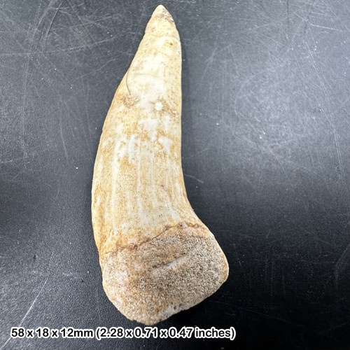 Enchodus fossil fish - fossil,