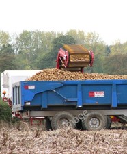 Photo 6x4 Potato harvest - the