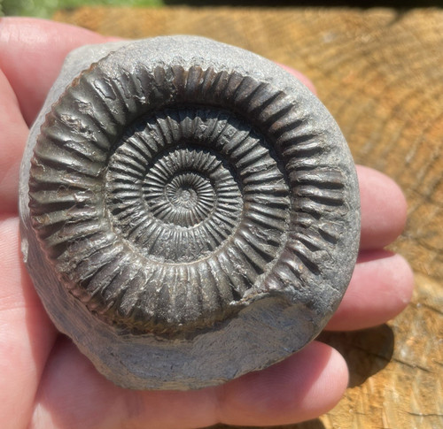 Dactylioceras ammonite fossil - dactylioceras,