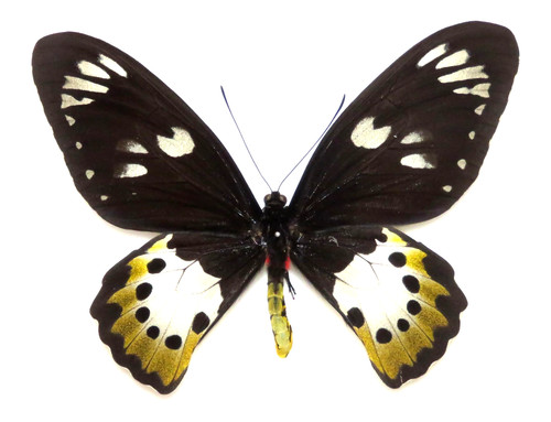 Ornithoptera paradisea
