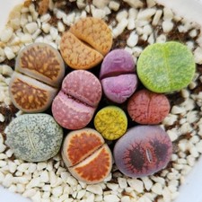 10pcs lithops salicola - lithops,