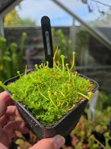 Sarracenia triffid peter - x, x