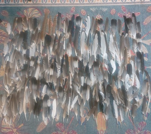 210 feathers natural - natural, fallen