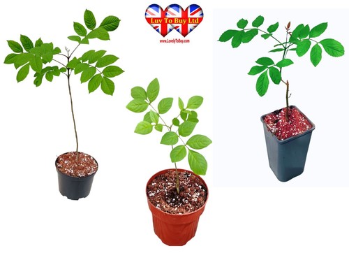 Ash tree - ash,