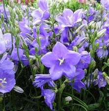 Campanula Persicifolia 'Takion