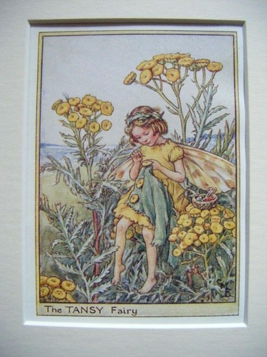 Vintage flower fairies print - fairies, &