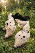 Ayam Cemani x White Leghorn