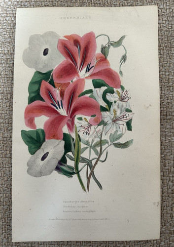 Perennials azalea gladiolus - gladiolus, &